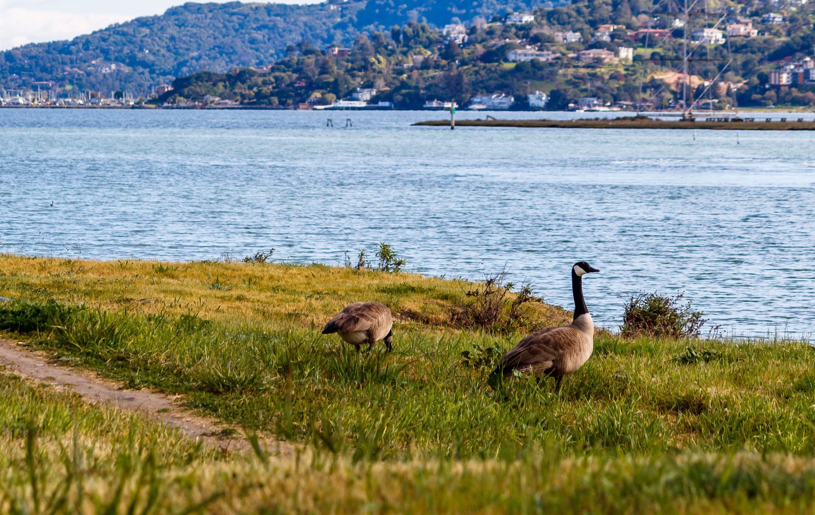 Canada geese on a waterfront lawn beside the shoreline in Washington