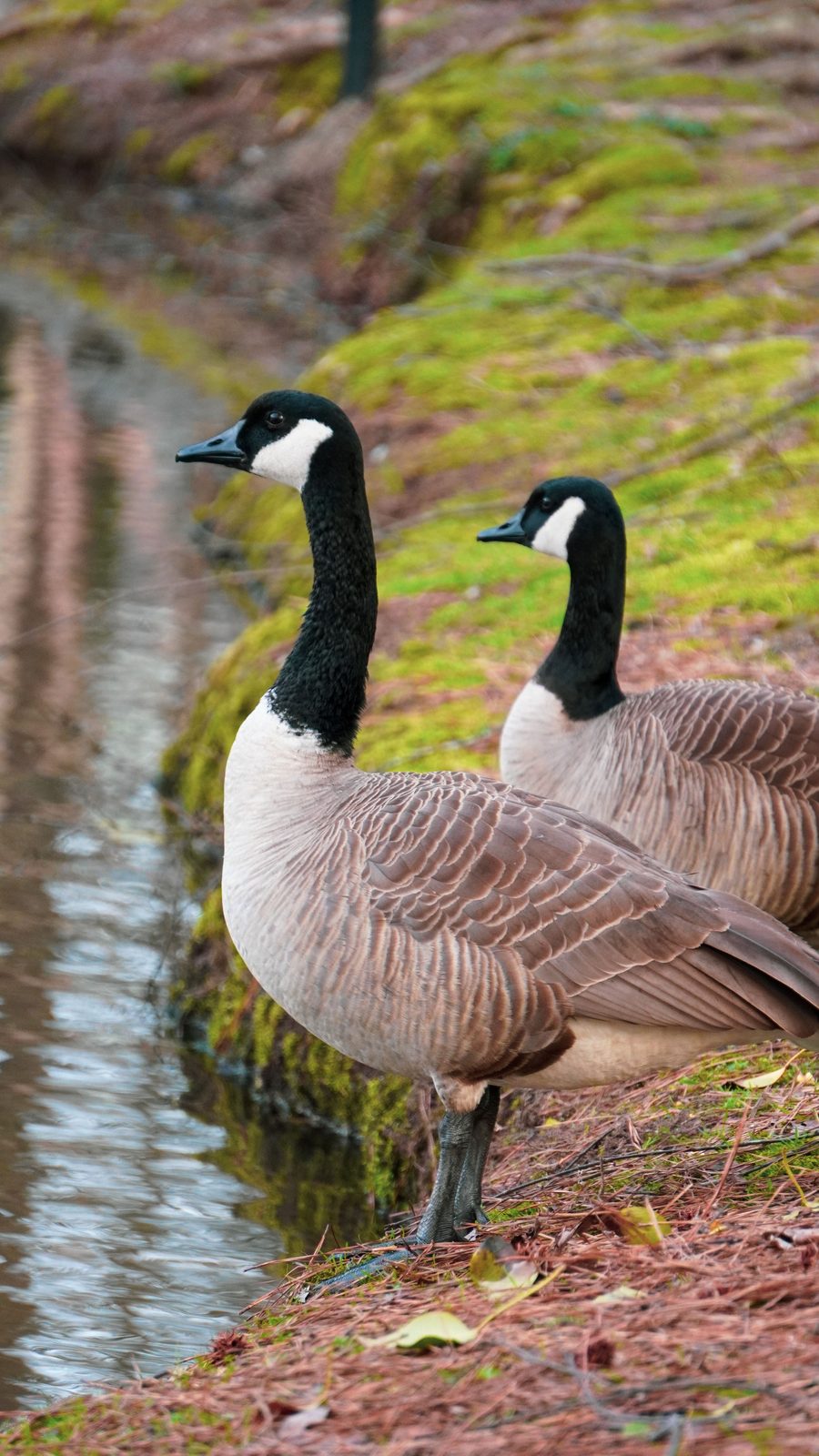 Two Canada geese at the water's edge along a shoreline